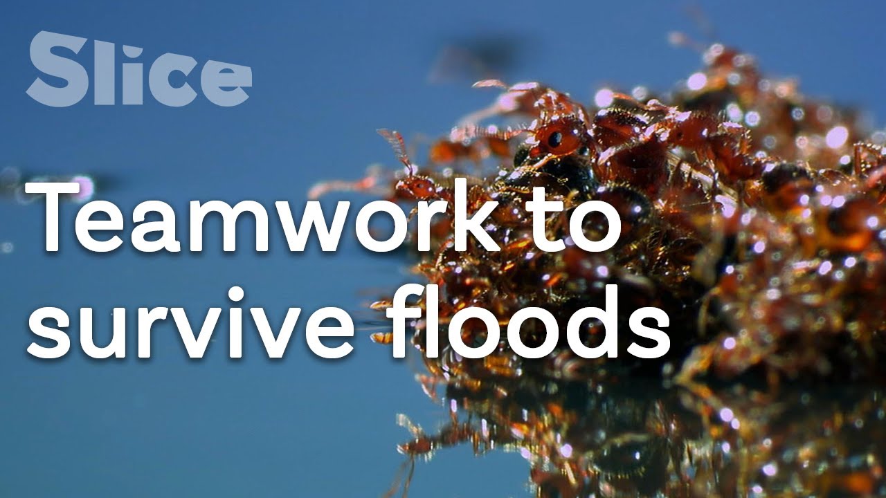 Documentary backdrop image for Surviving like a fire ant (2020)
