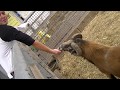 Hand Feeding the Ram. Newham Grange Country Farm. Middlesbrough, North Yorkshire, England