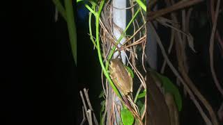 Frog climbing Tree #frog #discovery #animals #shorts