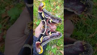 Ancient Malay Atlas Moth: Archaeoattacus malayanus