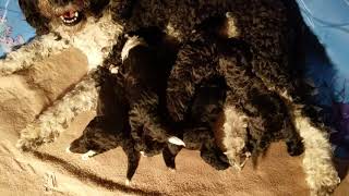 Hungry, Hungry Puppies by PWD's at Oak Creek Farms 39 views 2 years ago 11 seconds