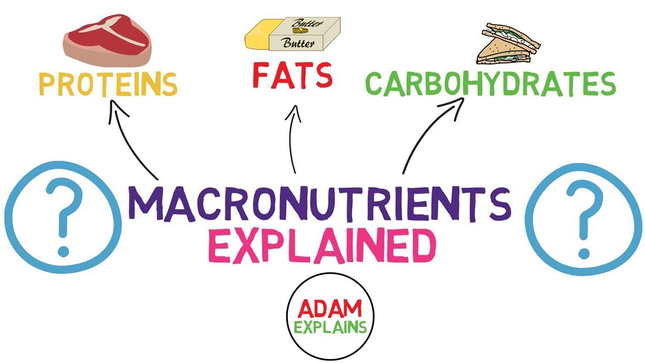 Macronutrients explained