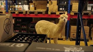 Alberts Dienstjubiläum Bei Der Bierothek