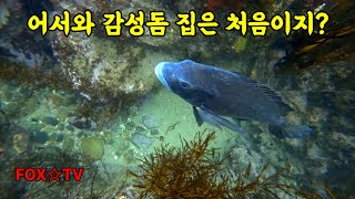 감성돔이 사는곳 바로이런곳입니다/감성돔수중영상-FOXTV