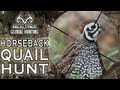 Hunting Quail in Alabama Hunting Quail in Alabama
