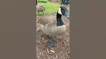 Friendly lil goose hisses :)