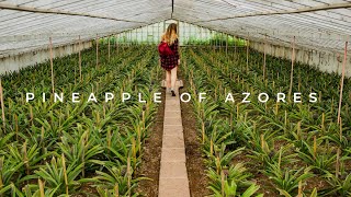 Pineapple Cultivation in São Miguel - Azores