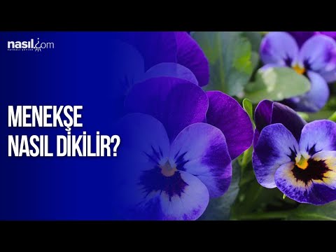 Menekşe Nasıl Dikilir?