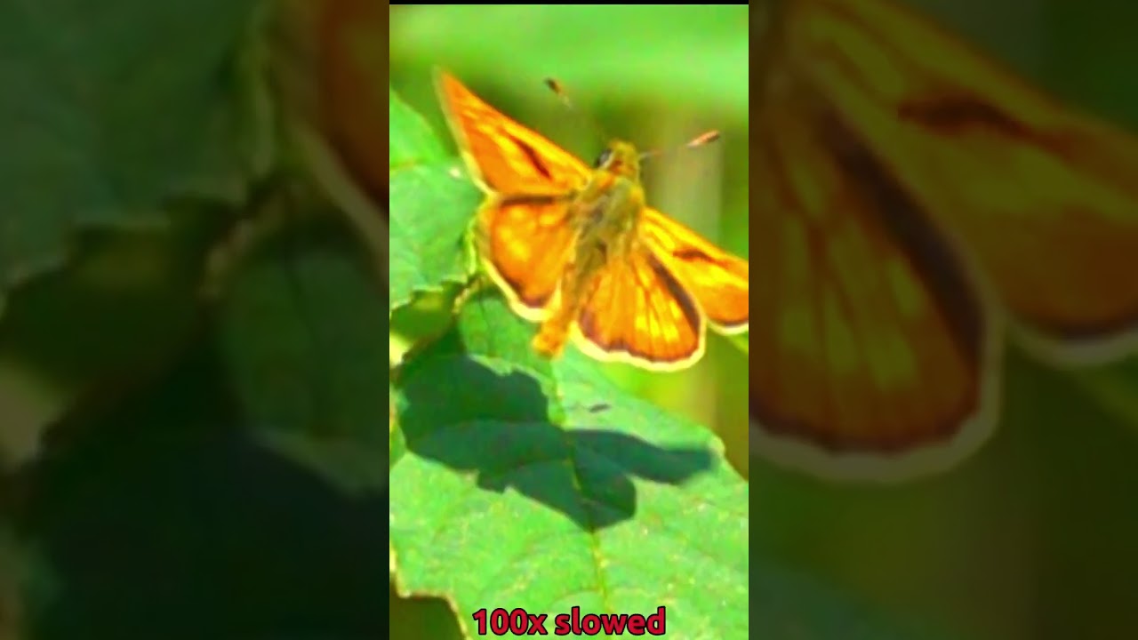 🦋 Large skipper butterfly flied off at 100x slowed motion