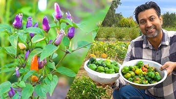 AVOID THESE 5 Pepper Growing Mistakes