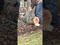 Untying part of a tree trunk after it has been cut  lowered to the ground