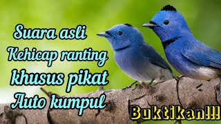 SUARA ASLI BURUNG KEHICAP RANTING DI ALAM LIAR EDISI KHUSUS PIKAT