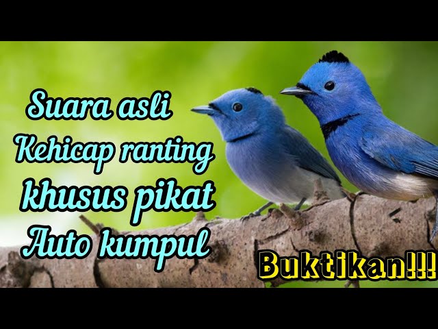 SUARA ASLI BURUNG KEHICAP RANTING DI ALAM LIAR EDISI KHUSUS PIKAT class=