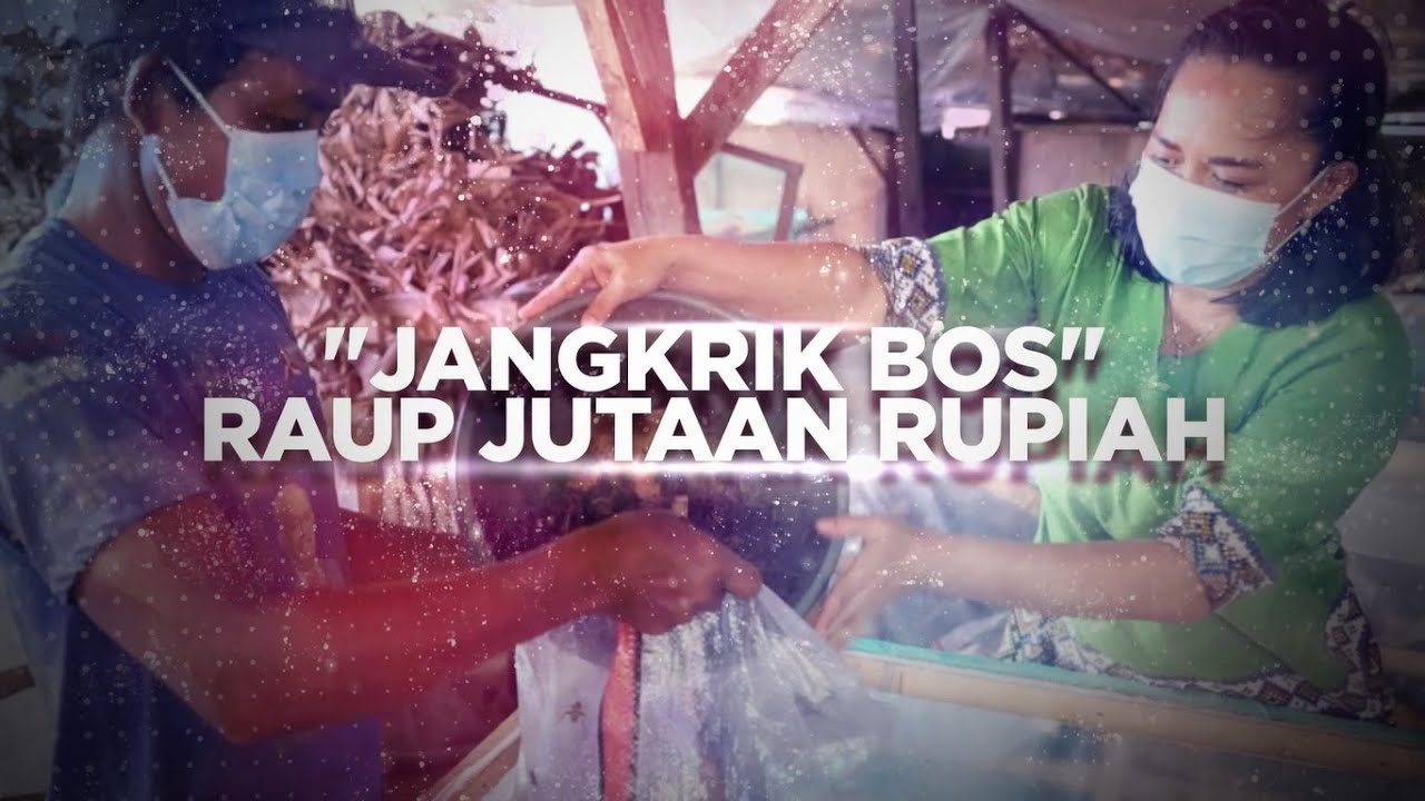 Ternak Jangkrik, Bisnis Unik yang Jarang Dilirik 