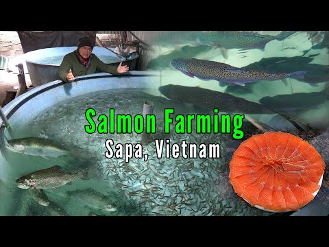 Video: Paano nabubuhay ang isda ng salmon
