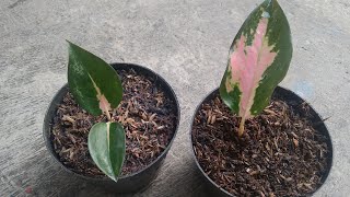 Growing Media for Baby Aglaonema - Aglaonema Kochin
