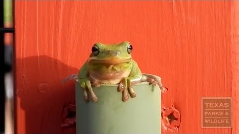 Create a Hangout for Treefrogs with a Treefrog Tube - Tips from a Wildlife Biologist