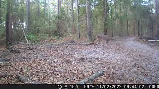 11052022 pt2 just deer