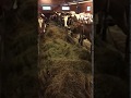 Відеоогляд молочної ферми в Норвегії.