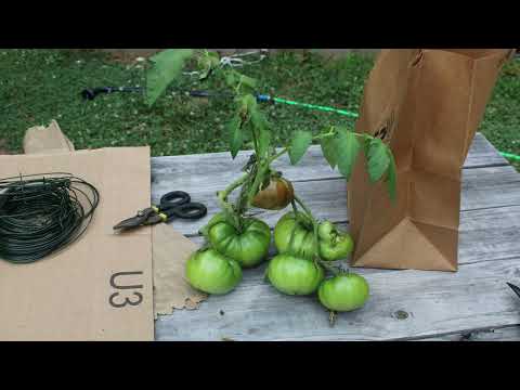 Video: Piante di pomodoro viola Cherokee: scopri come coltivare pomodori viola Cherokee