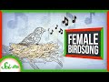 We've Been Ignoring Female Birdsong for Centuries