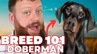 Should You Get A Doberman?! Everything you need to know about the Doberman