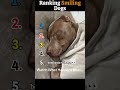 🐶😁 Ranking Funny Smiling Dogs | Happy Faces #Shorts