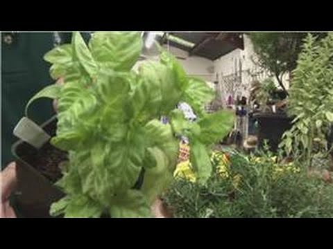 Beginners Vegetable Gardening : Herb Garden on the Balcony 