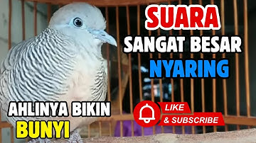 Perkutut Lokal Gacor RAJA PIKAT Ahlinya Bikin Semua Burung Perkutut Nyaut