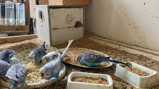 33 Minute Budgies Sounds, Budgies Feeding Time Relax ASMR HD 1080P 60FPS