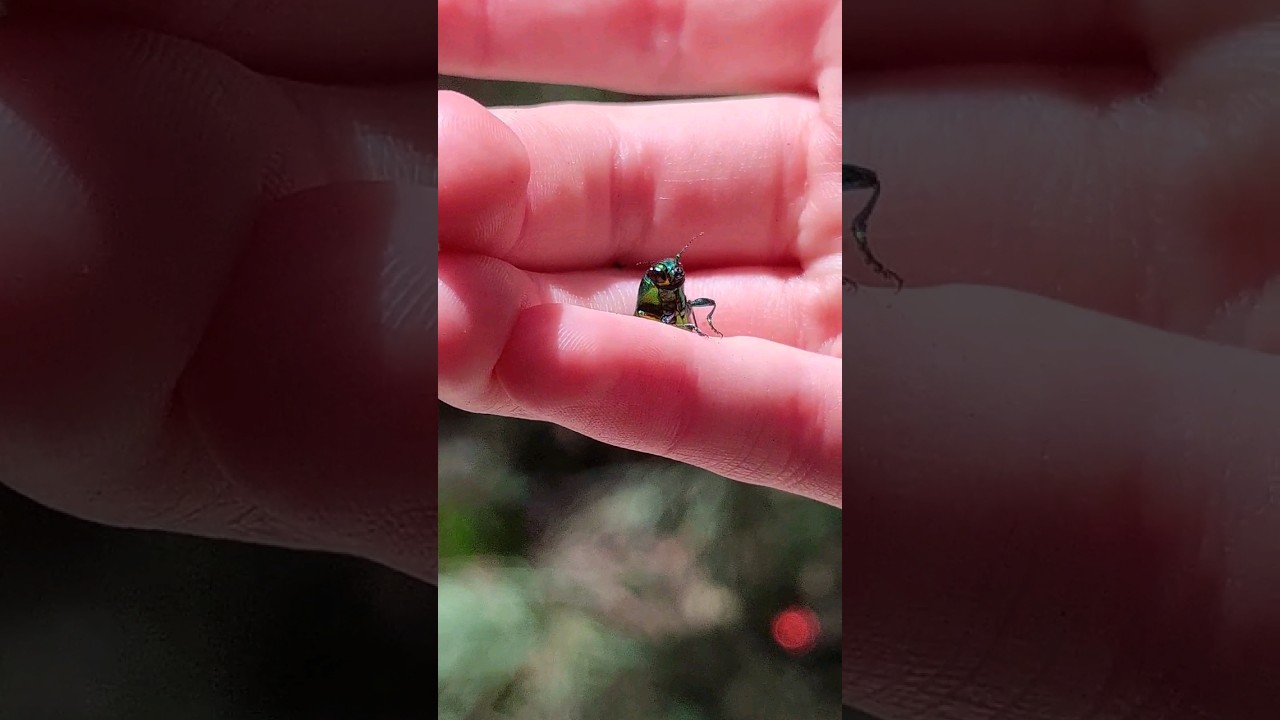 Escarabajo Joya #escarabajo #insectos #viral #curiosidades #españa