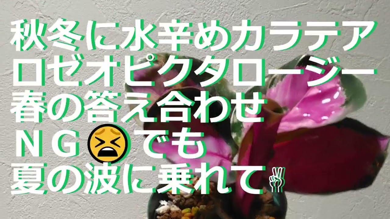 虫画像注意】秋冬管理失敗~夏復活まで(カラテアロゼオピクタ 虫画像注意】秋冬管理失敗~夏復活まで(カラテアロゼオピクタ