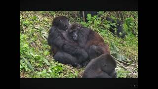 Sweet Moment Between Two Grauer’s Gorillas ❤️ 12.23.2023 (explore.org)