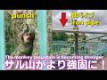 【パンチくん日記🐵】サル山の防犯ネットがより強固に!パンチくんは追いかけっこ、鎖を登ったりと活発。赤ちゃん猿も元気な市川市動植物園【2026年5月27日撮影】Monkey Punch's Diary
