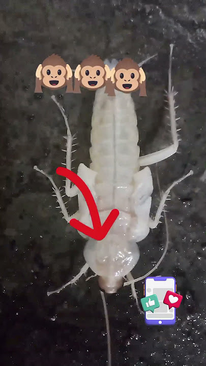 unsani NGA mananap🤣🤣 #trending #satisfying #viral #viralvideo #funny #viralshort #nature #danmusic