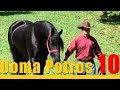 Guia Prático de Como Fazer a Doma de Potros e Cavalos - 10