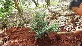 How to collect bonsai in the forest