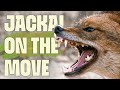 Golden Jackals Mystery In Motion FULL DOCUMENTARY Europe S Wilderness UltimateNatureDocs 
