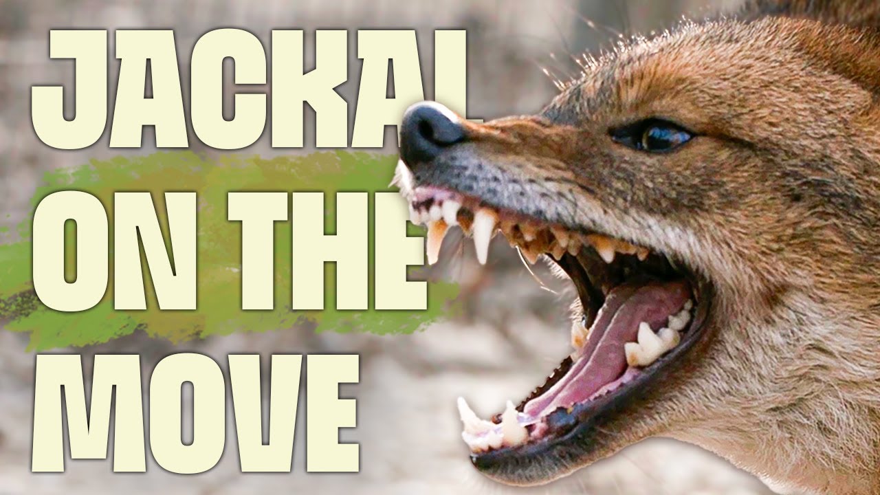 Golden Jackals: Mystery in Motion | FULL DOCUMENTARY | Europe's ...