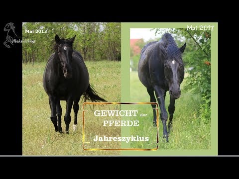 Kajir verlieren Gewicht Kajir verlieren Gewicht