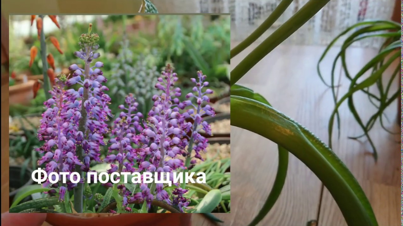 Лахеналия, продолжение. Вызревание семян, вид луковиц и особенности периода покоя.