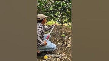 Harvesting pomelos: efficient pomelo harvesting technique