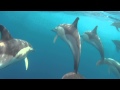 Skoazeg gwen  rencontre avec les dauphins du golfe de gascogne