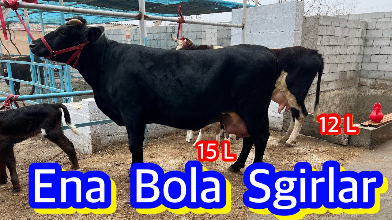 2025马拉松跑鞋终极选购指南从入门到精英科学选鞋提升PB