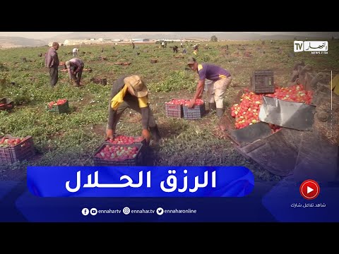 قالمة مع موسم جني الطماطم الصناعية شباب بعمل لساعات طويلة لكسب قوت يومه