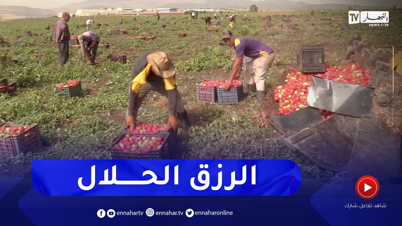 قالمة: مع موسم جني الطماطم الصناعية   شباب بعمل لساعات طويلة لكسب قوت يومه
