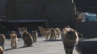 「猫好きの楽園」がブーム 島民１５人に１００匹以上