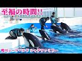 鴨川シーワールドのシャチファミリー「ラビー・ララ・ラン・ルーナ」至福の時間!!  KamogawaSeaWorld killerwhales