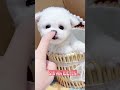 The face of the little Bichon brother is too cute