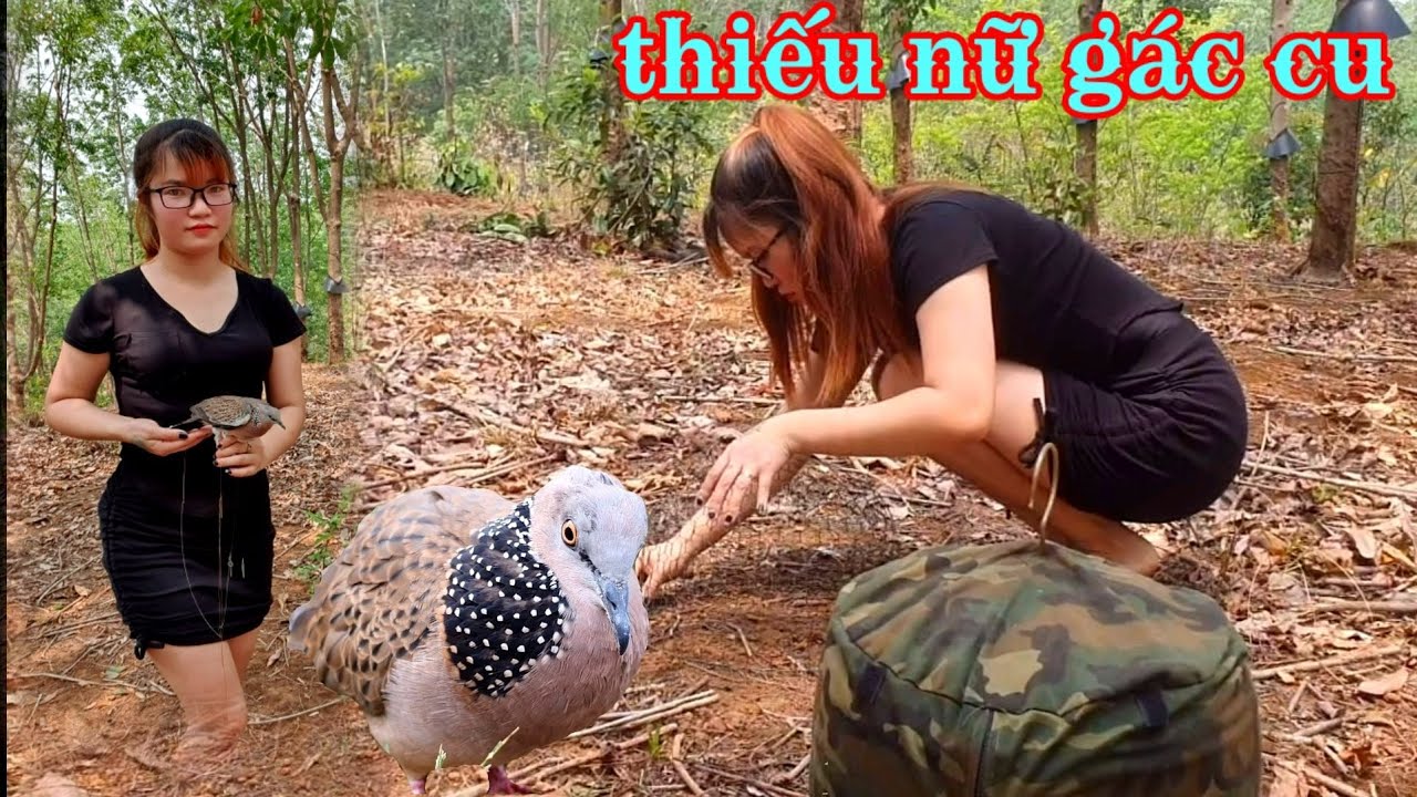 Thiếu Nữ Gác Cu Đẳng Cấp .Mồi 8tháng tuổi lần đầu thả đất.Hà Kon Tum Cu Gáy Review. Clip1127